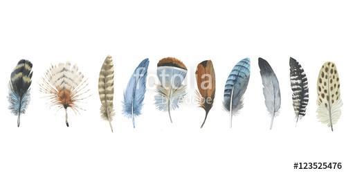 Watercolor bird feather from wing isolated. Aquarelle feather fo, Premium Kollekció