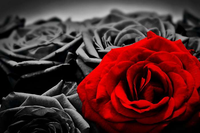 A vörös rózsa, fekete-fehér rózsákkal, Premium Kollekció