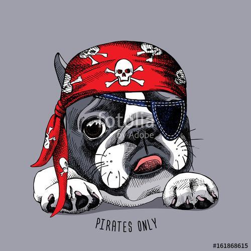 French Bulldog portrait in a pirate bandana. Vector illustration, Premium Kollekció