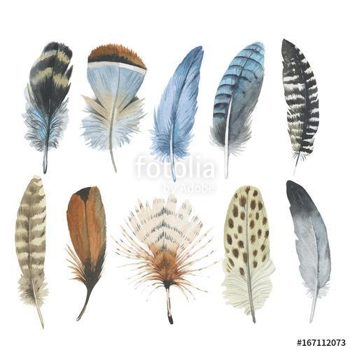 Vector bird feather from wing isolated. Aquarelle feather for ba, Premium Kollekció