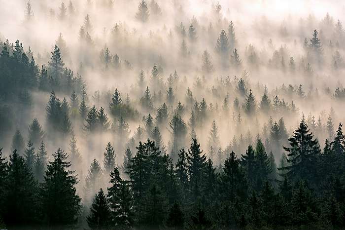 Ködös erdő, Partner Kollekció