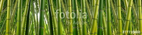Sűrű bambusz dzsungel, Premium Kollekció