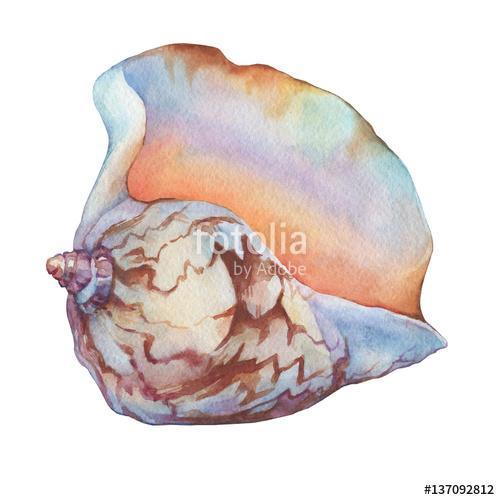 Illustrations of sea shells. Marine design. Hand drawn watercolo, Premium Kollekció