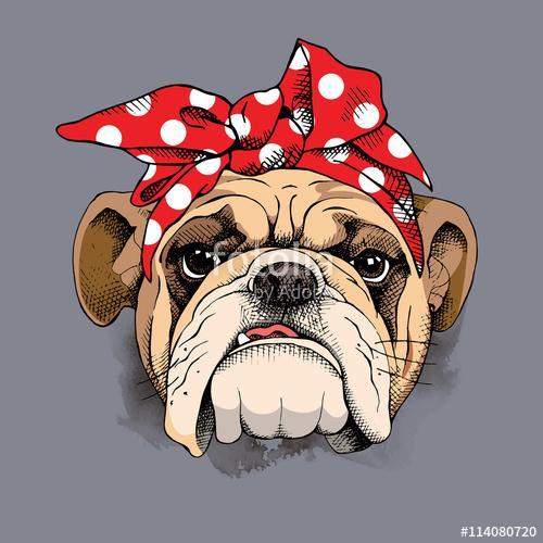 Bulldog portrait in a headband. Vector illustration., Premium Kollekció