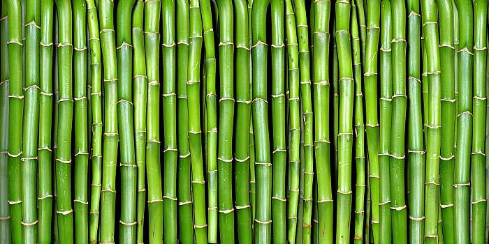 bambusz, Premium Kollekció