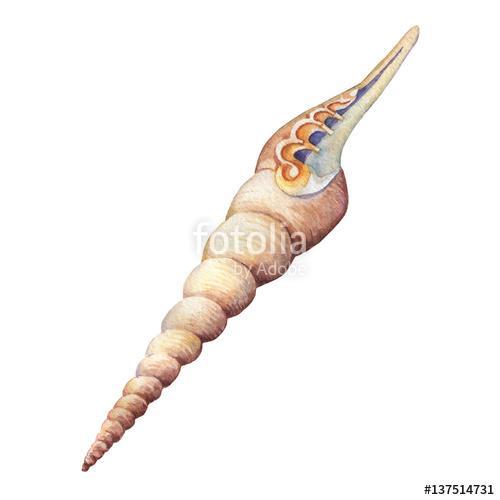 Illustrations of sea shells. Marine design. Hand drawn watercolo, Premium Kollekció