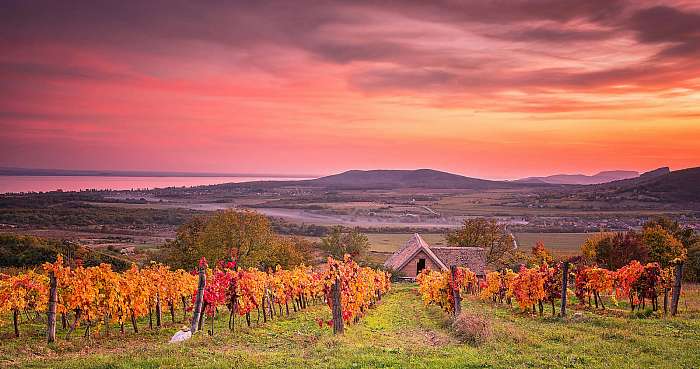 Balaton-felvidéki borászat naplementében, 