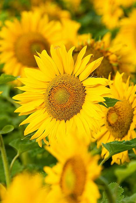 Napraforgók, Premium Kollekció Napraforgók, Premium Kollekció