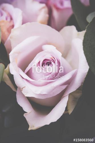 Fresh pink roses macro shot, summer flowers, vintage style, Premium Kollekció