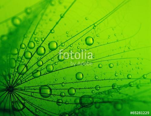 seeds with drops, Premium Kollekció