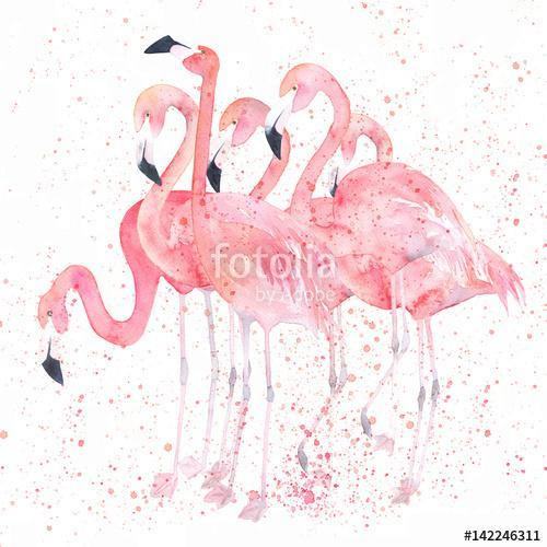 Flamingók , Partner Kollekció