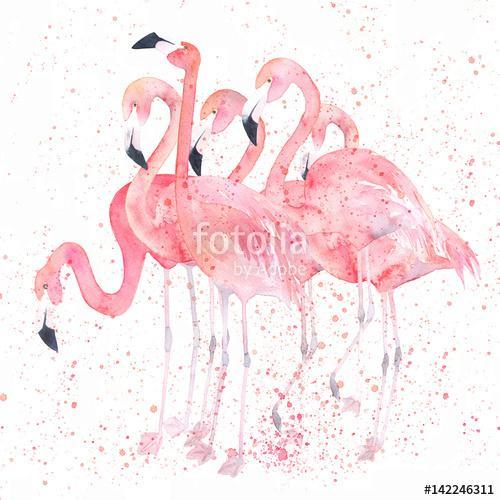 Flamingók , Partner Kollekció