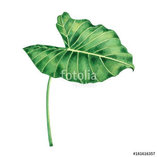 Watercolor painting coloasia,green leaves,palm leaf isolated on , Premium Kollekció