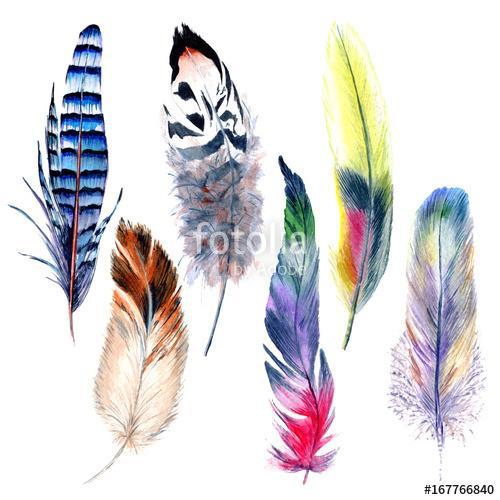 Watercolor bird feather pattern from wing. Aquarelle feather for, Premium Kollekció