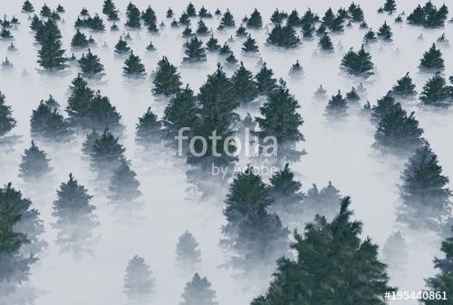 trees in the fog, Premium Kollekció