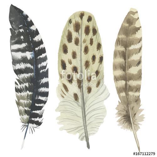 Vector bird feather from wing isolated. Aquarelle feather for ba, Premium Kollekció