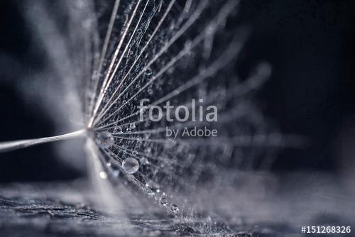 Dandelion seeds with water drops and beautiful shades, Premium Kollekció