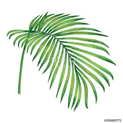 Watercolor painting coconut,palm leaf,green leave isolated on wh, Premium Kollekció